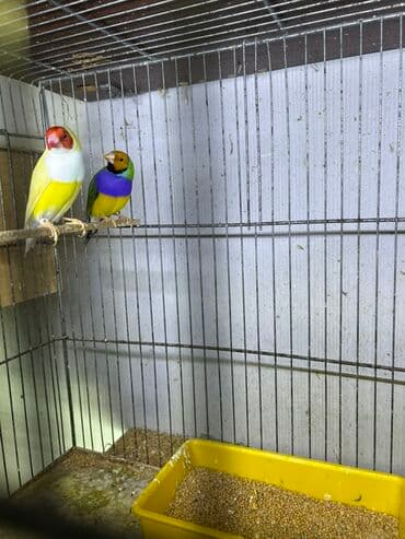 Amadin gulda hazır cütlər