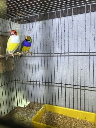 hazir belekler: Amadin gulda hazır cütlər — 1