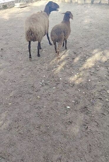 yuxuda ördək balası görmək: Qoyun və quzu dəsti - Cins: ehtimalən yerli ətlik/südlük qarışıq tip — 1