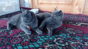 золотая шиншилла баку: Britan, Erkək, Dişi, Ödənişli çatdırılma — 3