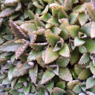 Çöl bitkiləri: Растения на заказ и в продаже кому интересно пишите — 5