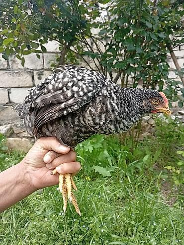 Toyuq, Damazlıq, Ödənişli çatdırılma