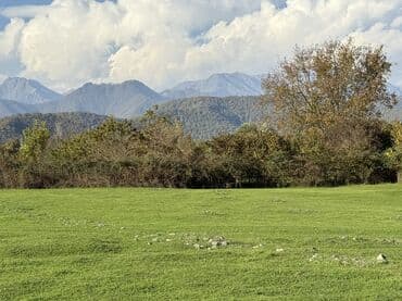 23 sot, Tikinti, Kupça (Çıxarış)