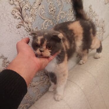 шотландский вислоухий котенок баку: Britan yastı qulaq, Dişi — 4