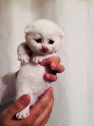 Lincoln: Sevimli pişik balaları - Növ: Ev pişiyi, müxtəlif balalar - Rənglər — 5