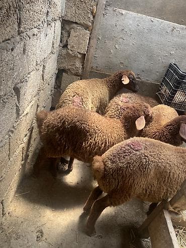 lalafo quzu: Qoyun balaları – yerli cins, qəhvəyi-yumşaq yunlu - Növ: qoyun (quzu) — 1