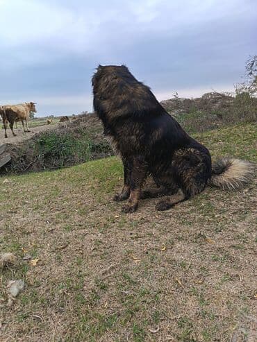 itleri: Qafqaz çoban iti, 4 il, Erkek, Cütləşmə üçün — 7