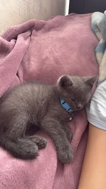 pisik sekileri: Britan, Dişi — 2