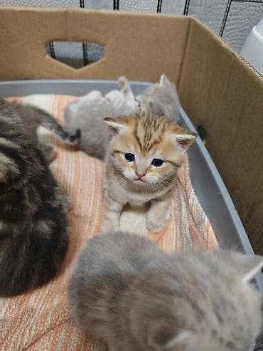 alişan'ın pişiyinin adı: Yaxşı əllərə — 4