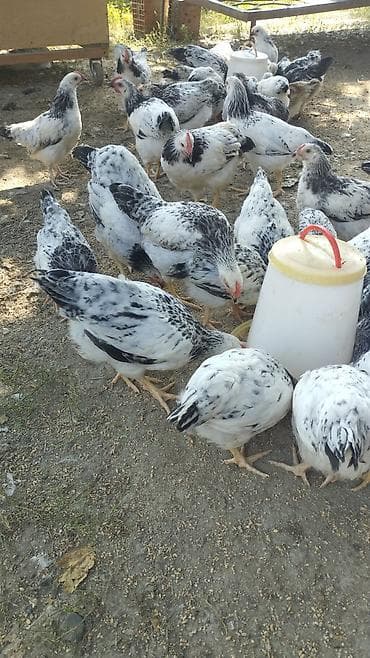 qoyun əti: Toyuq, Yumurtalıq — 3