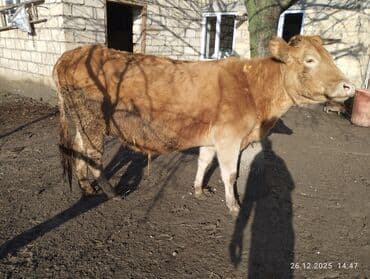 Куры: 4 Qarına 8 aylıq bogazdi sakit fağir Maldi tezə doğanda 10 litr süd — 2