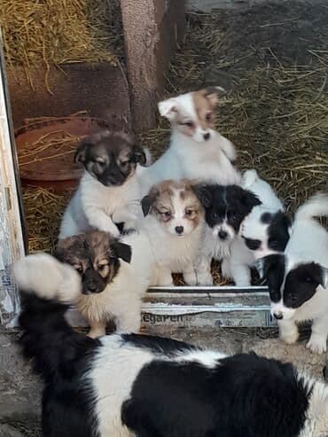 купить кур: Звонок, 3 месяца, Самовывоз — 4