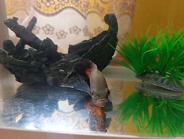 kompresor akvarium: Akvarium və balıq dəsti satılır. Dəst tərkibi: - Şüşə akvarium — 9