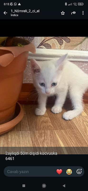 heyvan: - 2 aylıq dişi pişik balası - Tam ağ rəng, mavi-boz gözlər - Ev — 1