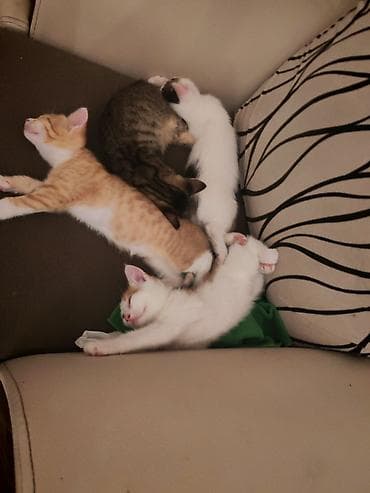 sane keci: Məhsul: Balaca pişik balaları (ev pişiyi) pulsuz verirəm Təsvir: - — 2