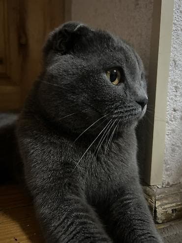 çütləşdirmək: Şotland yastı qulaq, Erkək, Cütləşmə üçün — 4