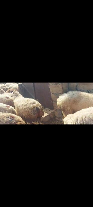 bakida cins ineklerin satisi: Satlır — 7