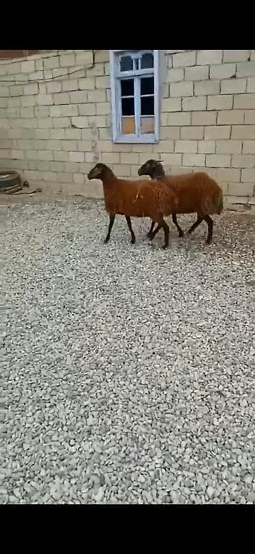 coban axtarilir: 7 ayliq di saglam qurbanliq ucun yararlidi — 3