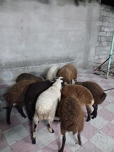 erkək quzular: 9 baş tam sağlam quzular satılır erkeydə var dişidə var qiymətlər — 5