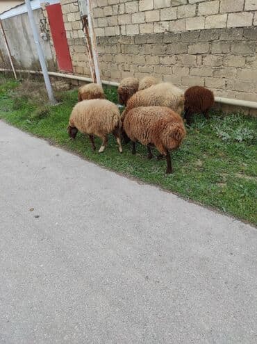 Индюшки: Самка, Qala, лет: 2, 70 кг, Для разведения, Самовывоз — 3