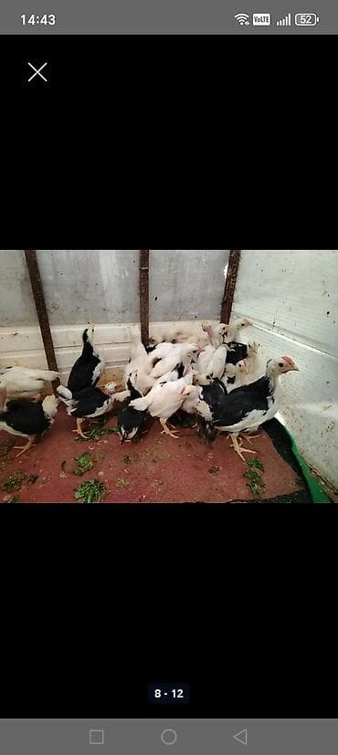 mayali yumurta satisi: Toyuq, Damazlıq — 6