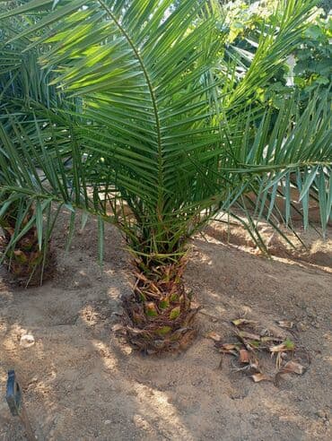 Букетные цветы: Finik palmaları — 3