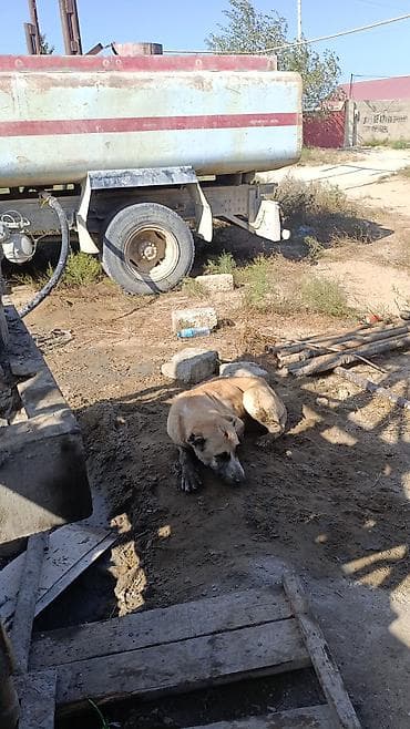 melber disk teker: Su çəni olan sudaşıyan maşın (sudovoz) – kompakt ölçülü sisternə və — 2