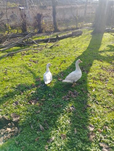 pekin ördək: Salam super damazliq ve kesimlik ucun agir heyvanlardi ag krasnadarlar — 4