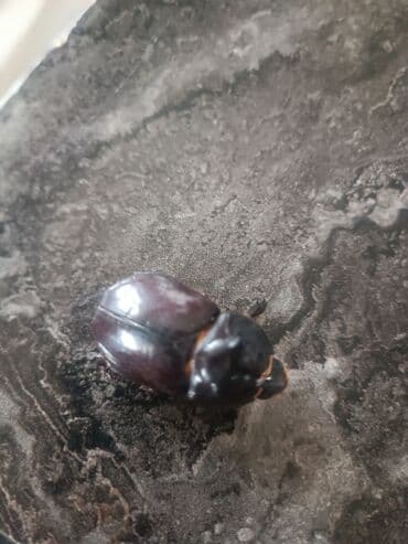 Əntiq saatlar: Gergadan böcəyi satılır 300 AZN əlaqə nömrəsi 0552707450 — 4