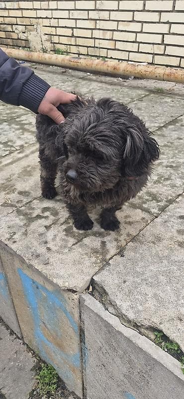 velikan dovsan: Saxlam it di saxlaya bilmirem iynesi de vurluub — 3