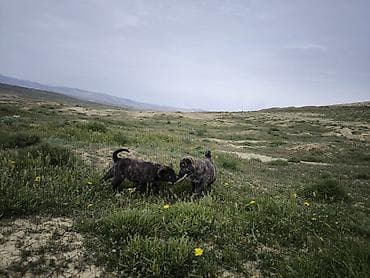 alman avcarkasi satisi: Peyvəndli — 5