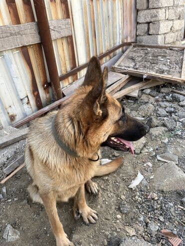 немецкие овчарки щенки купить: Немецкая овчарка, 1 год, Самка — 3