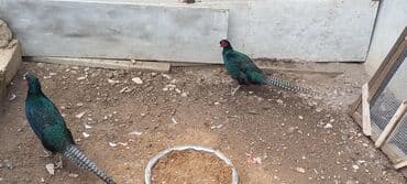 тап аз кошки: Zümrüd qırqovlu erkəy satlır — 2