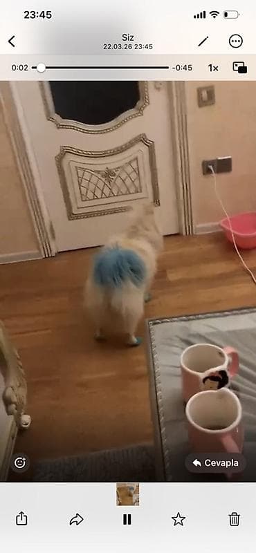 it satanlar: İt üçün rəngləmə xidməti – təhlükəsiz, yarı-müvəqqəti boyama - Ev — 1