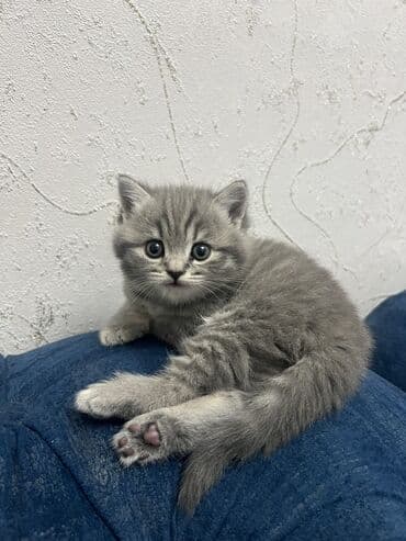 heyvan alqi satqisi: Britan, Erkək, Dişi, Ünvandan götürmə — 5