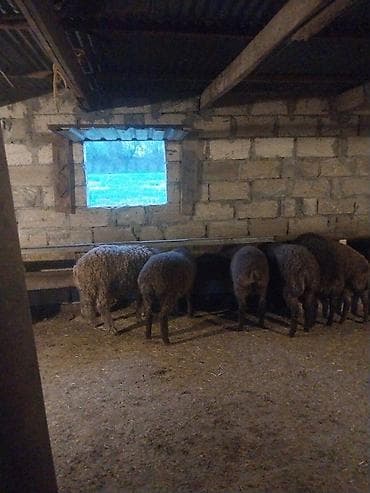 mal yatagi: Qoyun sürüsü satılır – ət və damazlıq üçün əlverişli - Növ: yerli — 1