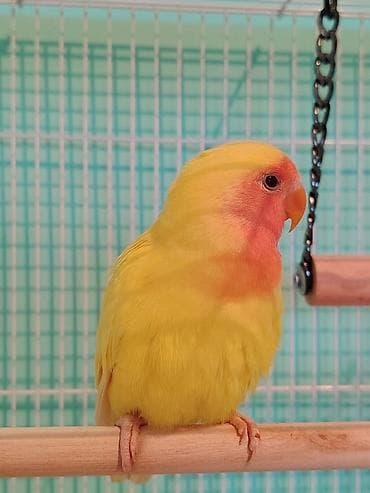 qus: Məhsul: Agapornis (sevgi tutuquşuları) – 3 fərqli rəng Cəmi : 100 azn — 2