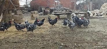 cat: Toyuq cücələri, Damazlıq, Rayonlara çatdırılma, Ünvandan götürmə, Pulsuz çatdırılma — 4