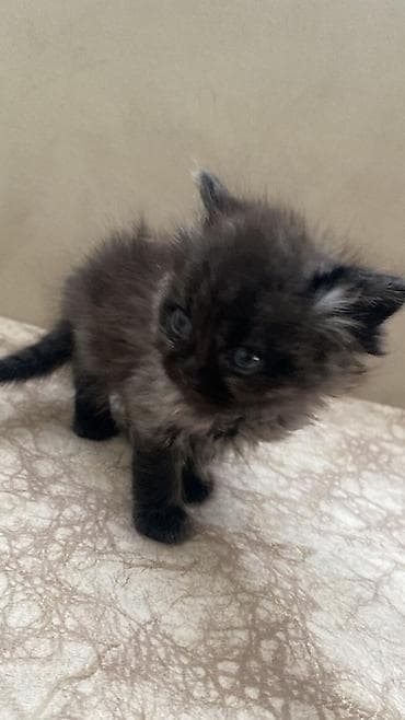 Salam pişiy balaları satılır şotland əyri və dik qulaqdi