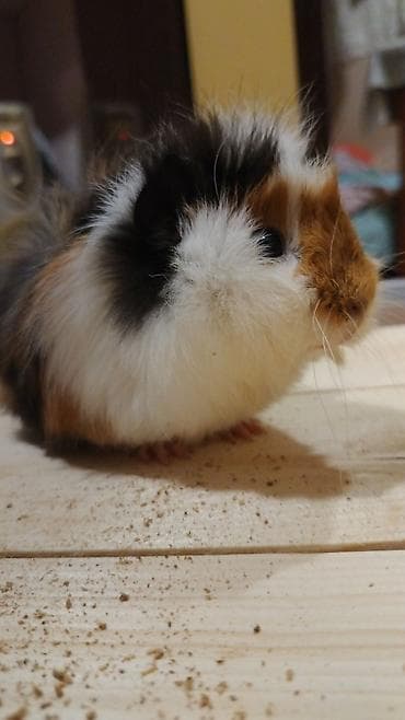 Gəmiricilər: Trikolor uzun tüklü dəniz donuzu (guinea pig) Parodası "Shiba" - — 2