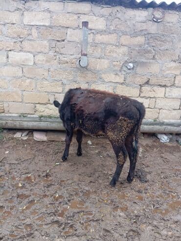cins inekler azerbaycanda: Məhsul: Dana (qara rəngli, alnında ağ ləkəli) tecili tecili satilir — 3