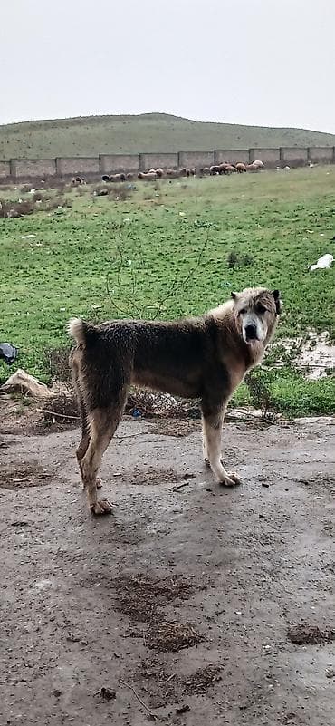 golden it cinsi: Qurdbasar, 1 il, Erkek, Peyvəndli — 5