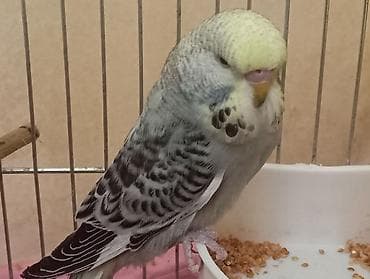 böyük papuqay: Çex tutuquşu balaları ay yarımlıqdırlar təcili satıldığına görə bu — 1