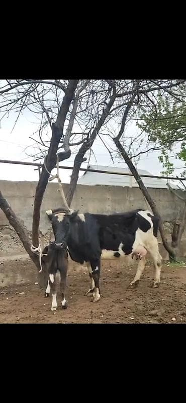 südlü iney: Simental tipli qara-ağ rəngli inək bala ilə birlikdə. - İri bədən — 8