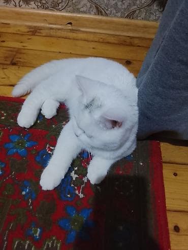 pişik sumkası: Ağ tüklü ev pişiyi – qısa tüklü, yumşaq və sıx örtüyə malikdir — 1