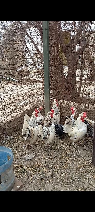 ev qusu: Şpanka Xoruzlar satılır — 1