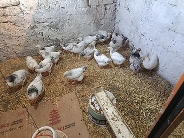 Toyuq cücələri, Ətlik, Ödənişli çatdırılma