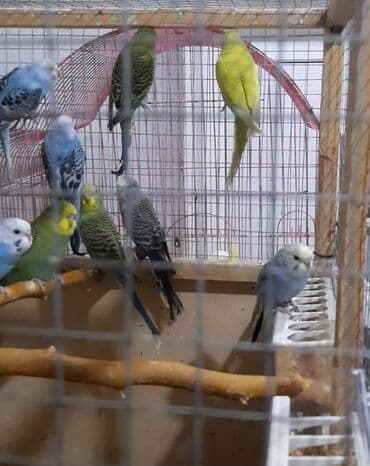 Quşlar: 12 qusdu.hamisin alana 8 manatdan.tek tek satilmir — 3