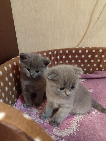 şotlan pişik: Şotland yastı qulaq, Erkək, Dişi, Yaxşı əllərə, Ünvandan götürmə, Pulsuz çatdırılma, Ödənişli çatdırılma — 197