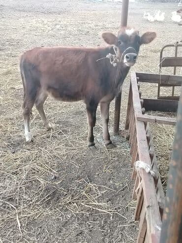 Satılır: Qaramal – dişi buzov - Cins tipi: qəhvəyi rəngli, alnında ağ